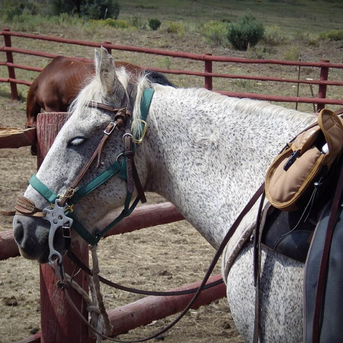 a brown horse standing next to a fence