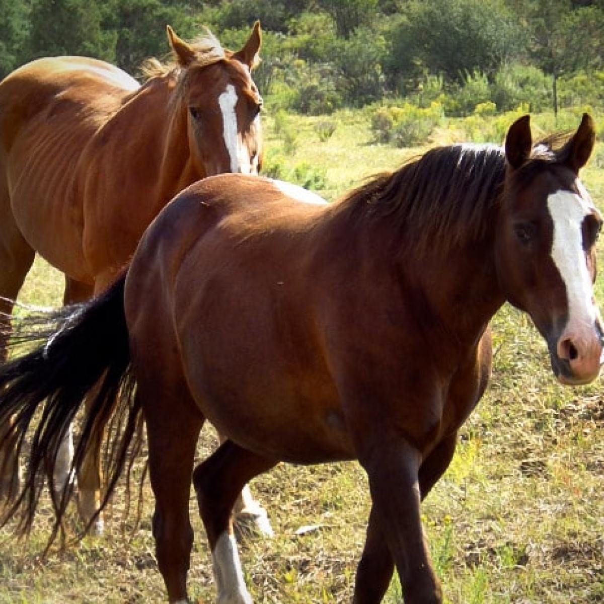 a brown horse standing next to a green field