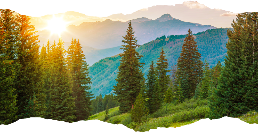 Sun setting over a mountain range with pine trees in the foreground.