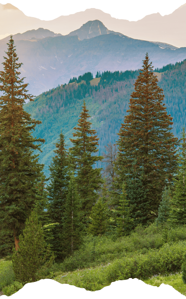 Forest with evergreen trees and mountains in the background.