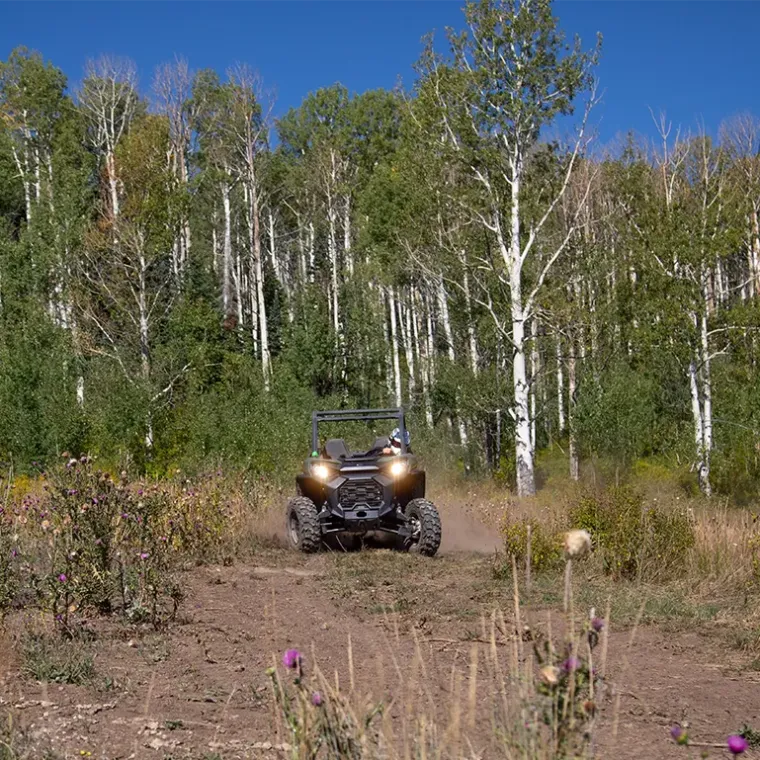 a group of people in a forest