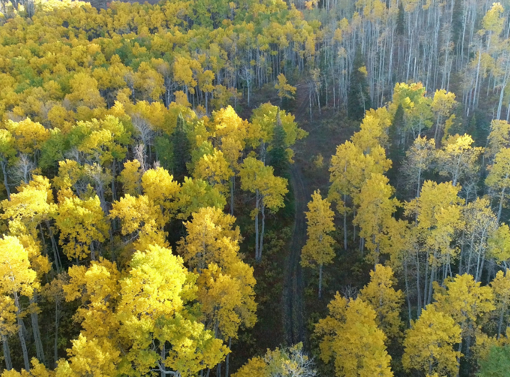 vail-mountain-biking vail-mountain-biking