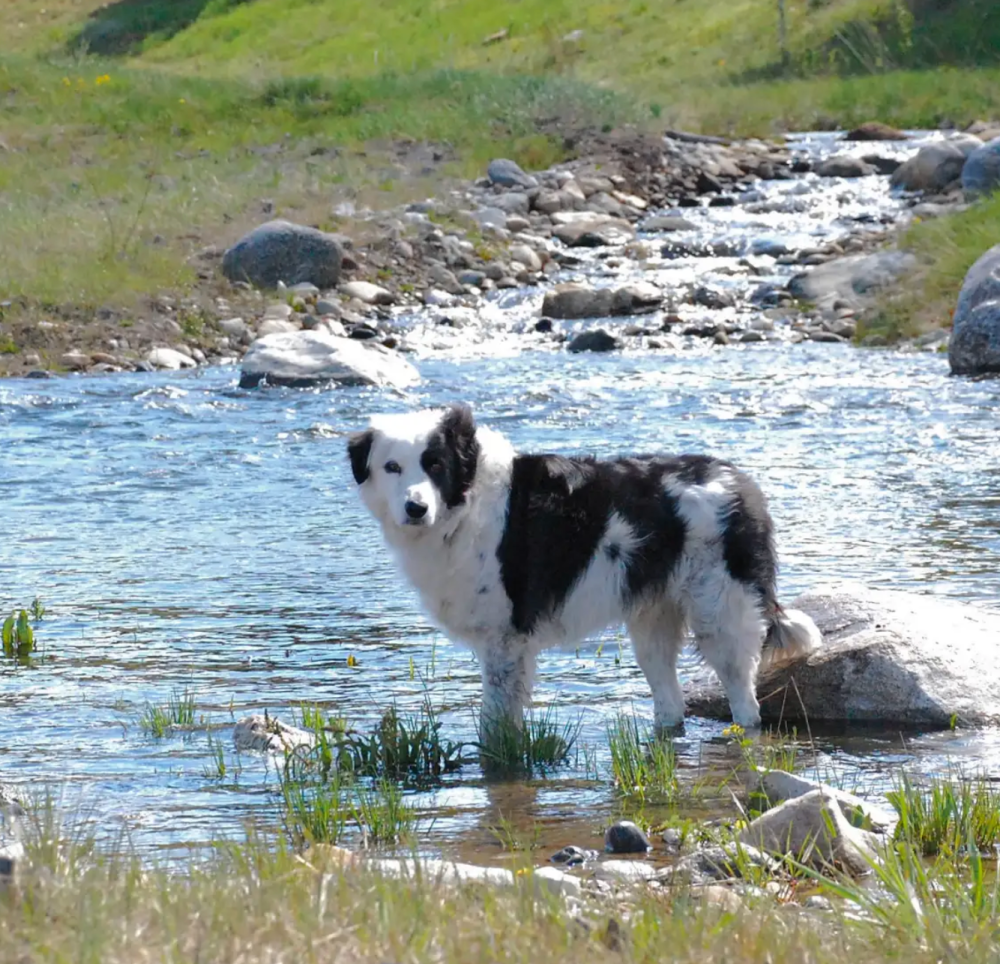 Black and white dog stands in a shallow stream surrounded by grass and rocks.