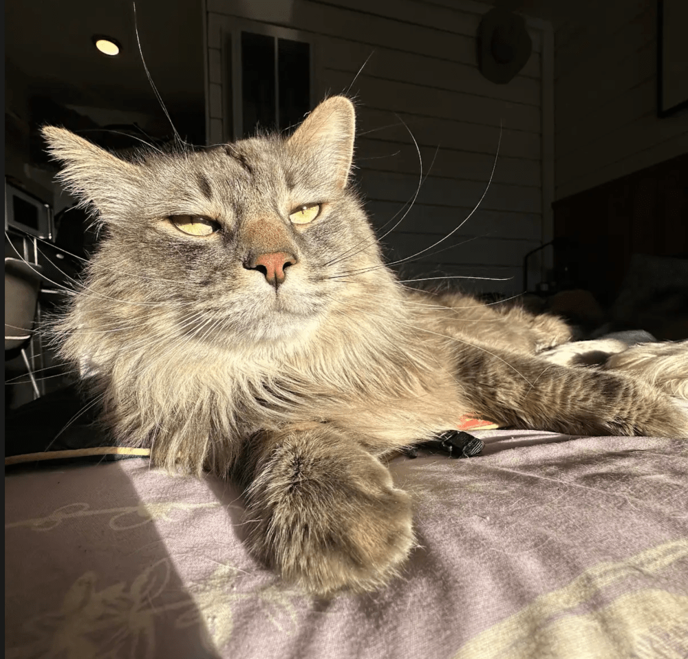 Fluffy gray cat lounging in the sunlight on a patterned blanket.