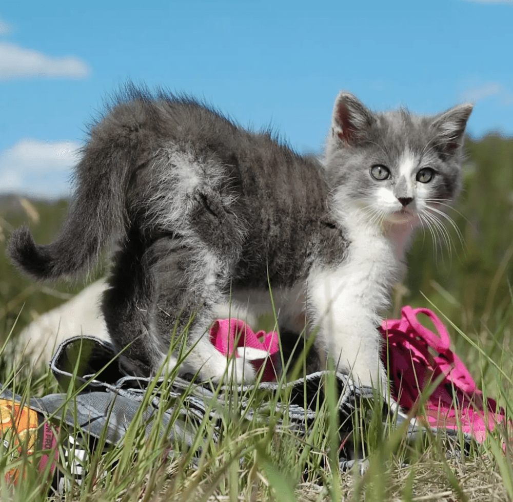 Gray and white kitten stands on grass beside a pink sneaker under a blue sky.